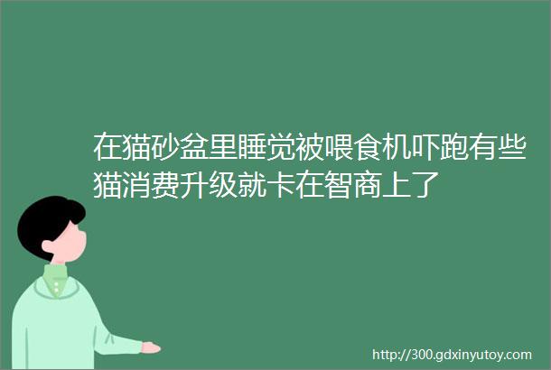 在猫砂盆里睡觉被喂食机吓跑有些猫消费升级就卡在智商上了