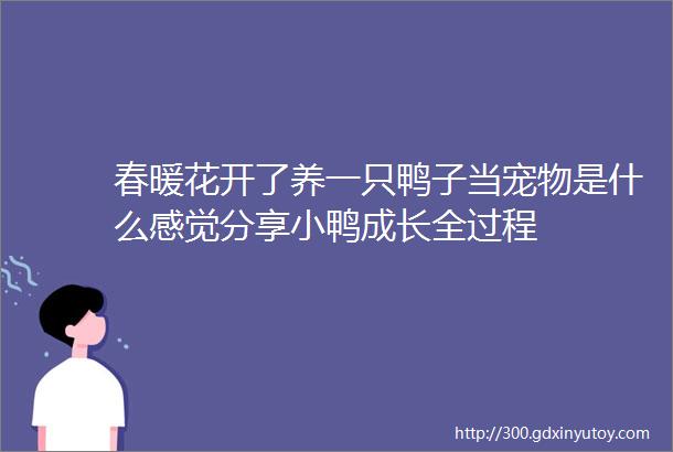 春暖花开了养一只鸭子当宠物是什么感觉分享小鸭成长全过程